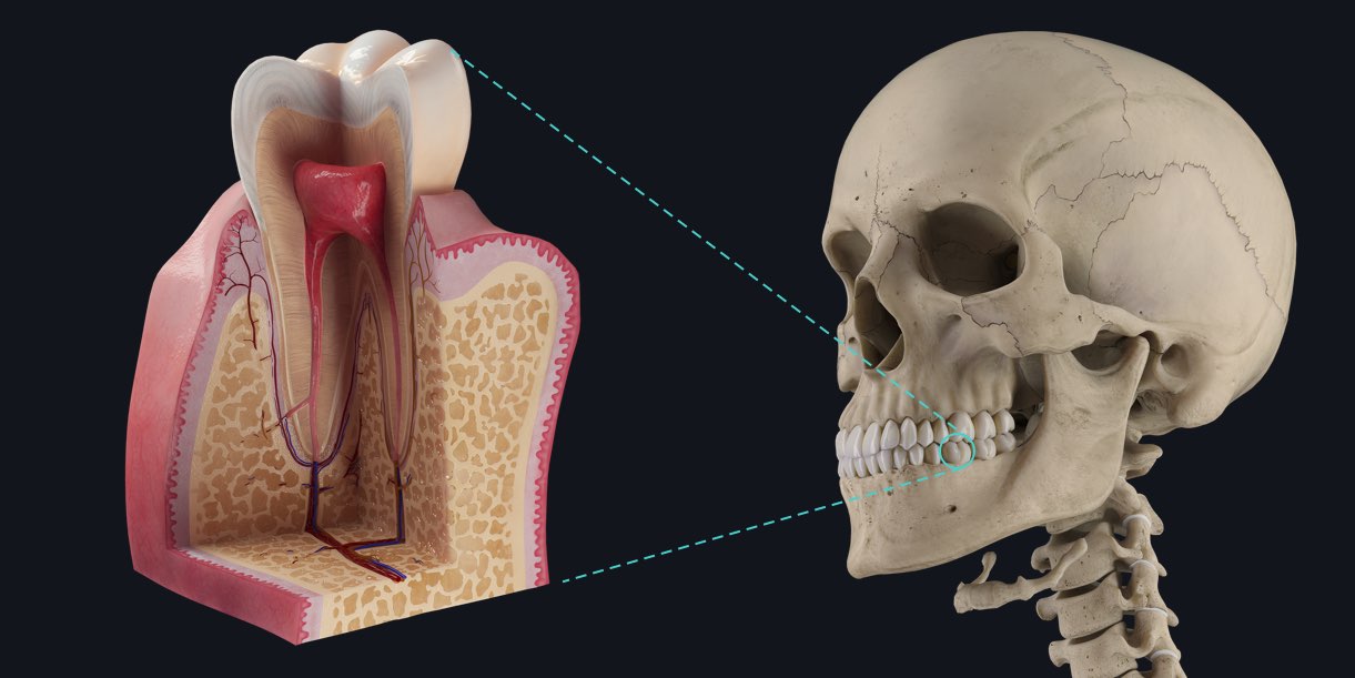 Dental Anatomy